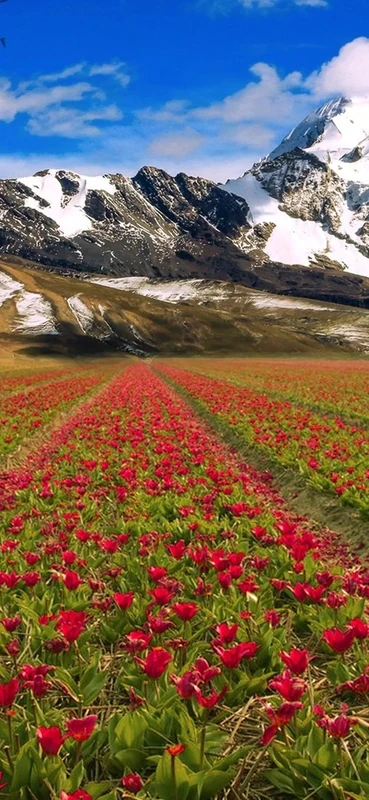 PeelitStickit, Beautiful Landscapes Wall Murals, ID-347, vinyl