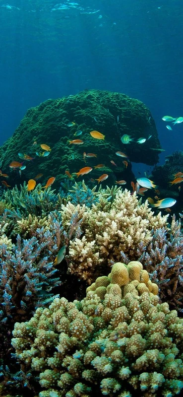 PeelitStickit Sea, Beautiful Nature Wall Murals, ID-3339, vinyl