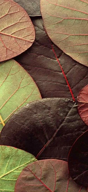 PeelitStickit Leaf, Beautiful Nature Wall Murals, ID-3290, vinyl