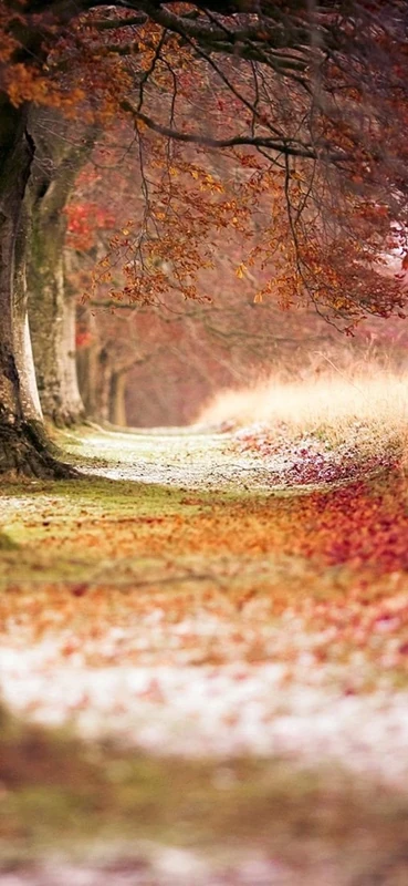 PeelitStickit, Beautiful Nature Wall Murals, ID-0016, vinyl