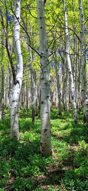 PeelitStickit, Beautiful Nature Wall Murals, ID-0033, vinyl