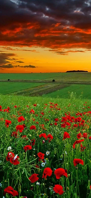 PeelitStickit, Beautiful Nature Wall Murals, ID-0043, vinyl