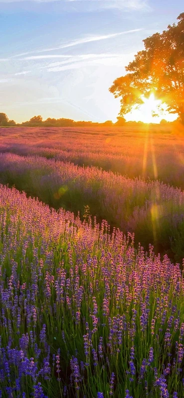 PeelitStickit, Beautiful Nature Wall Murals, ID-0040, vinyl