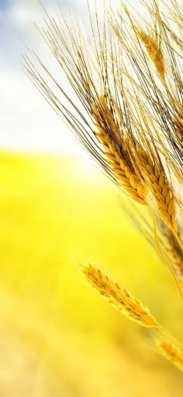 PeelitStickit, Beautiful Nature Wall Murals, ID-083, vinyl