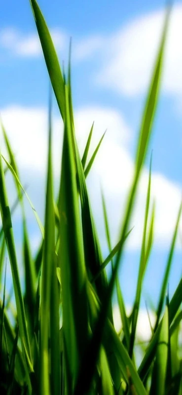 PeelitStickit, Beautiful Nature Wall Murals, ID-087, vinyl