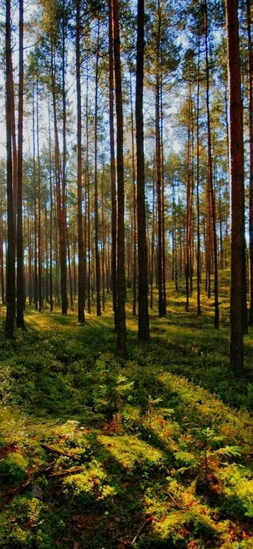 PeelitStickit, Beautiful Nature Wall Murals, ID-113, vinyl