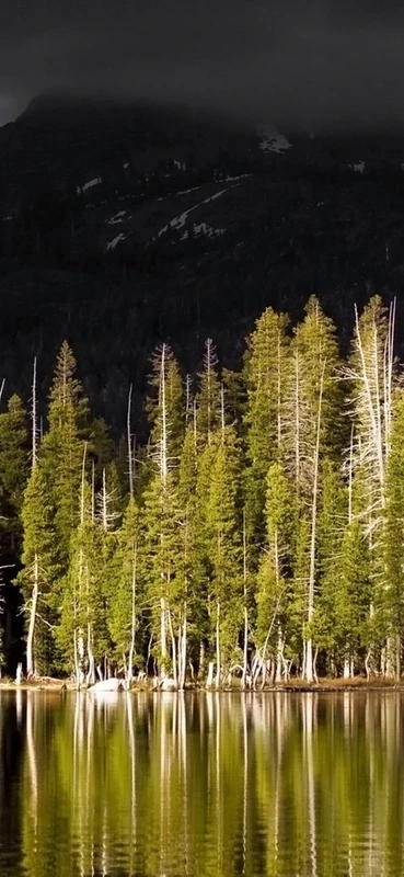 PeelitStickit, Beautiful Nature Wall Murals, ID-110, vinyl