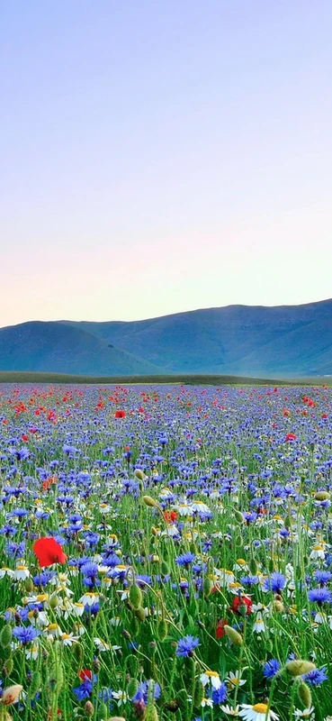 PeelitStickit, Beautiful Nature Wall Murals, ID-121, vinyl