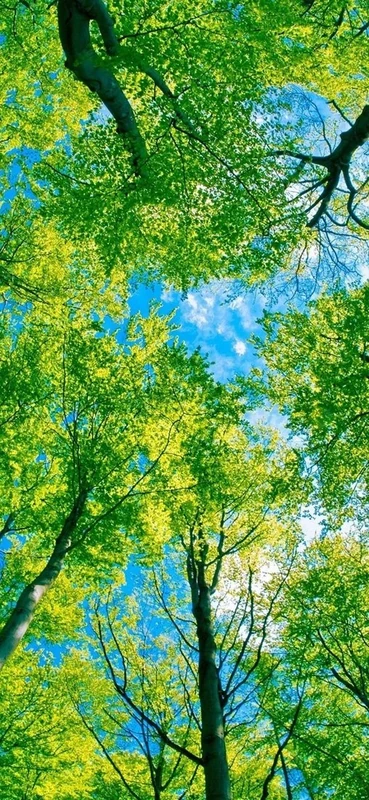 PeelitStickit, Beautiful Nature Wall Murals, ID-135, vinyl