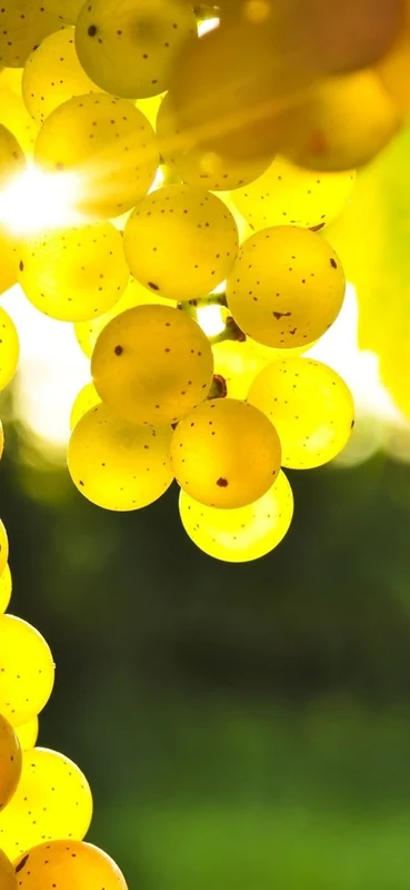 PeelitStickit, Beautiful Nature Wall Murals, ID-136, vinyl