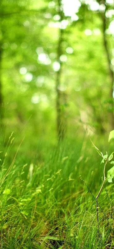 PeelitStickit, Beautiful Nature Wall Murals, ID-142, vinyl