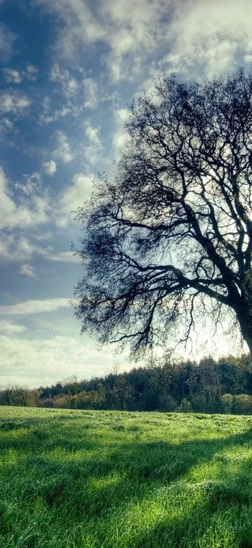 PeelitStickit, Beautiful Nature Wall Murals, ID-144, vinyl