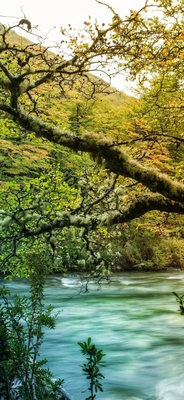 PeelitStickit, Beautiful Nature Wall Murals, ID-152, vinyl