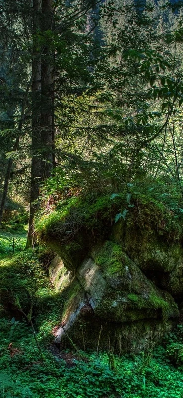 PeelitStickit, Beautiful Nature Wall Murals, ID-192, vinyl