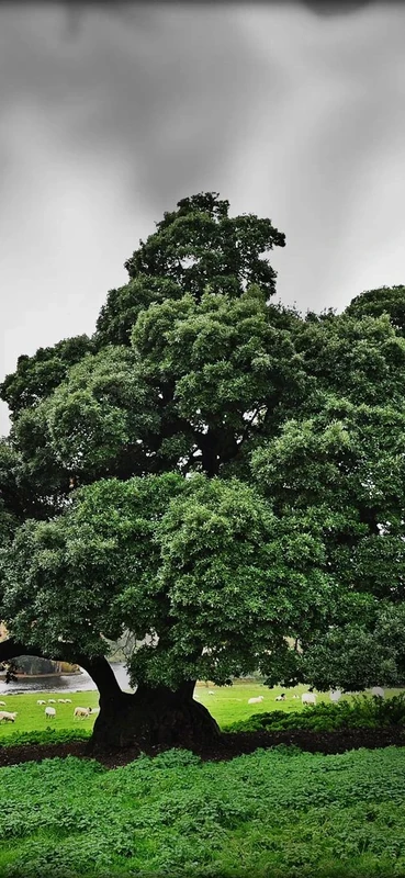 PeelitStickit, Beautiful Nature Wall Murals, ID-200, vinyl