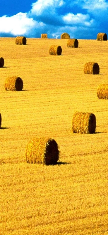 PeelitStickit, Beautiful Nature Wall Murals, ID-0213, vinyl