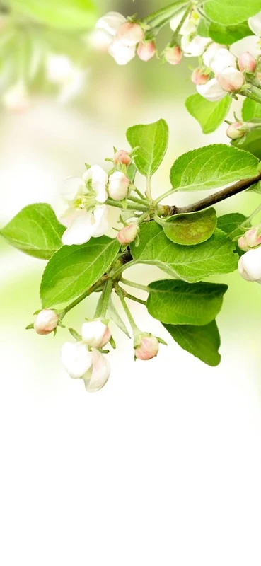 PeelitStickit, Beautiful Nature Wall Murals, ID-226, vinyl