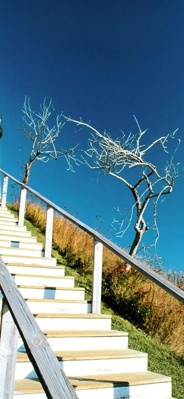 PeelitStickit, Beautiful Nature Wall Murals, ID-0237, vinyl