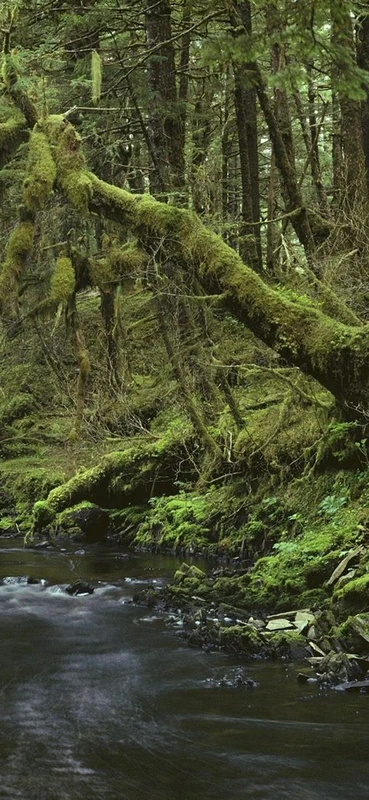 PeelitStickit, Beautiful Nature Wall Murals, ID-0250, vinyl