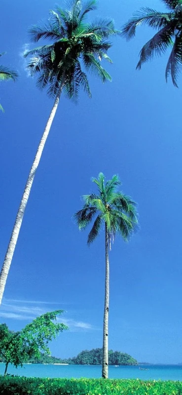 PeelitStickit, Beautiful Nature Wall Murals, ID-0284, vinyl