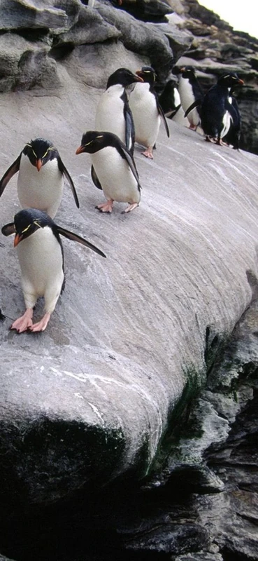 PeelitStickit, Beautiful Nature Wall Murals, ID-0321, vinyl