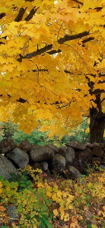 PeelitStickit, Beautiful Nature Wall Murals, ID-0383, vinyl