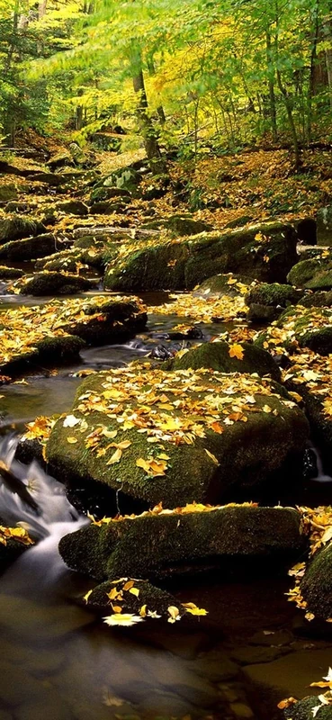 PeelitStickit, Beautiful Nature Wall Murals, ID-0393, vinyl