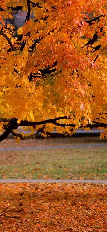 PeelitStickit, Beautiful Nature Wall Murals, ID-0402, vinyl