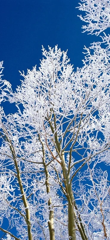 PeelitStickit, Beautiful Nature Wall Murals, ID-0408, vinyl