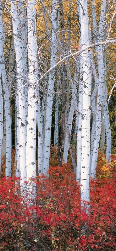 PeelitStickit, Beautiful Nature Wall Murals, ID-0422, vinyl