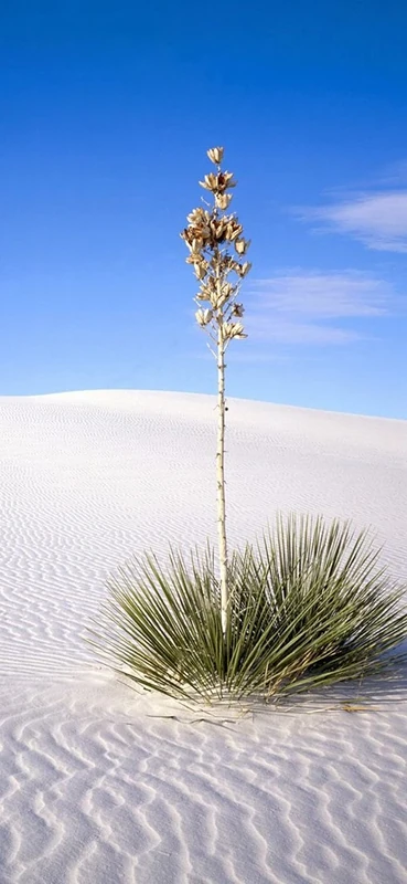 PeelitStickit, Beautiful Nature Wall Murals, ID-0420, vinyl