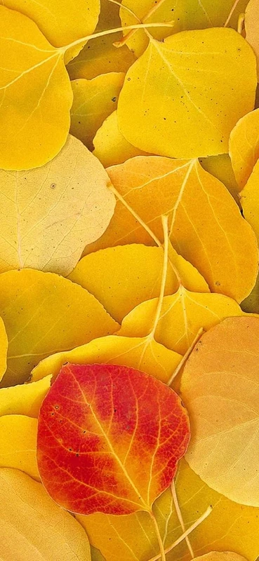 PeelitStickit, Beautiful Nature Wall Murals, ID-0424, vinyl