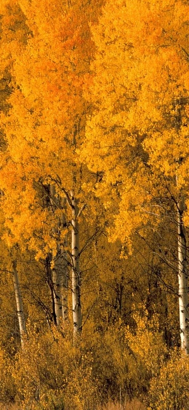 PeelitStickit, Beautiful Nature Wall Murals, ID-0429, vinyl