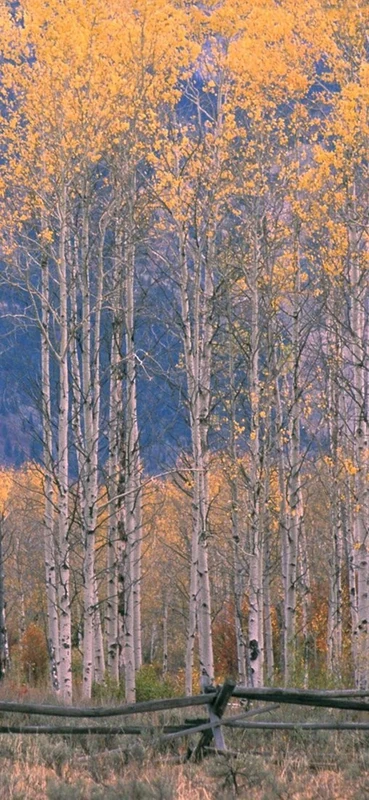 PeelitStickit, Beautiful Nature Wall Murals, ID-0427, vinyl