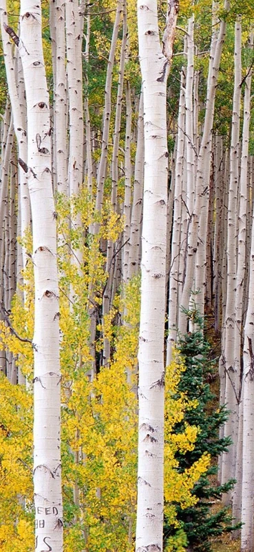 PeelitStickit, Beautiful Nature Wall Murals, ID-0436, vinyl