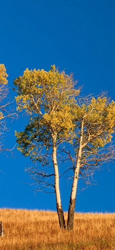 PeelitStickit, Beautiful Nature Wall Murals, ID-0439, vinyl