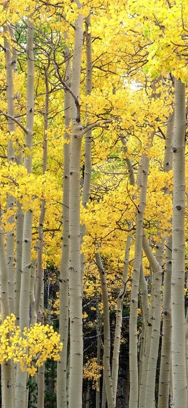 PeelitStickit, Beautiful Nature Wall Murals, ID-0438, vinyl