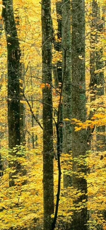 PeelitStickit, Beautiful Nature Wall Murals, ID-0448, vinyl