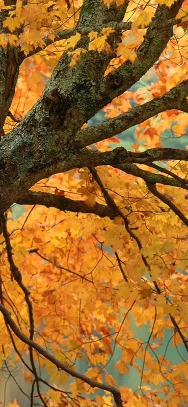 PeelitStickit, Beautiful Nature Wall Murals, ID-0456, vinyl