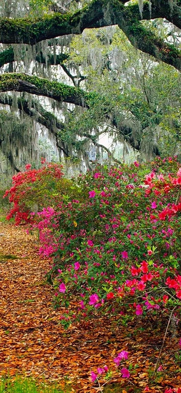 PeelitStickit, Beautiful Nature Wall Murals, ID-0469, vinyl