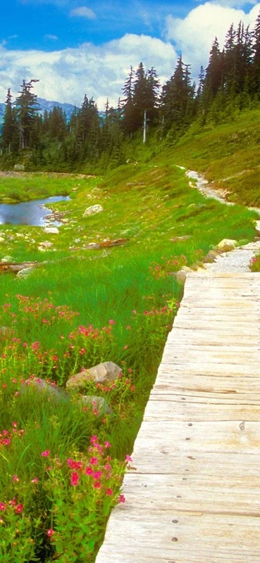 PeelitStickit, Beautiful Nature Wall Murals, ID-0472, vinyl