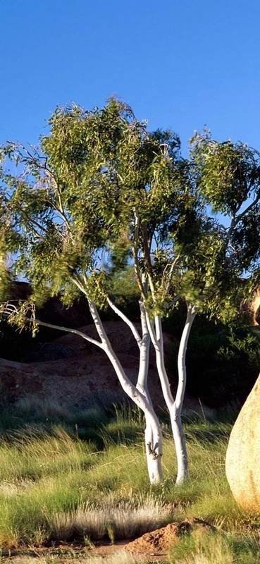 PeelitStickit, Beautiful Nature Wall Murals, ID-0477, vinyl