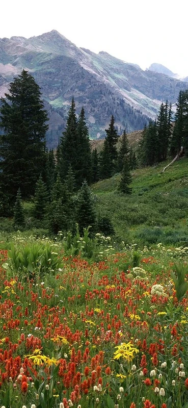 PeelitStickit, Beautiful Nature Wall Murals, ID-0499, vinyl