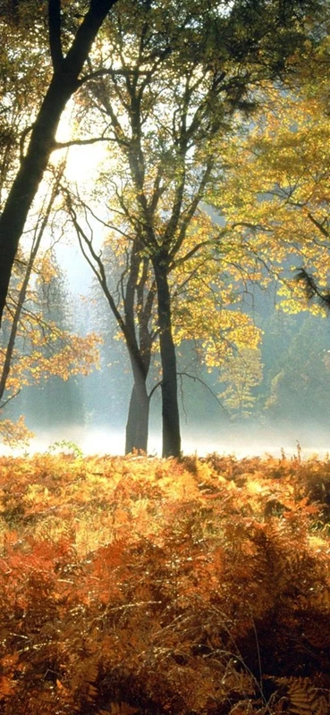 PeelitStickit, Beautiful Nature Wall Murals, ID-0496, vinyl