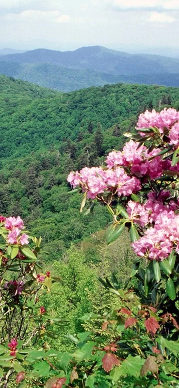 PeelitStickit, Beautiful Nature Wall Murals, ID-0502, vinyl