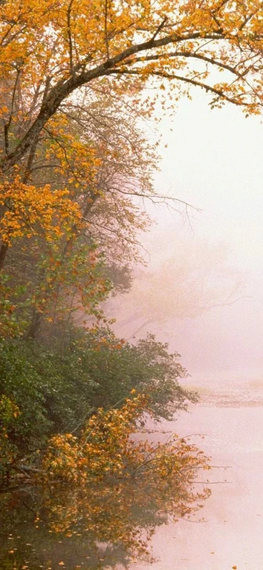 PeelitStickit, Beautiful Nature Wall Murals, ID-0515, vinyl