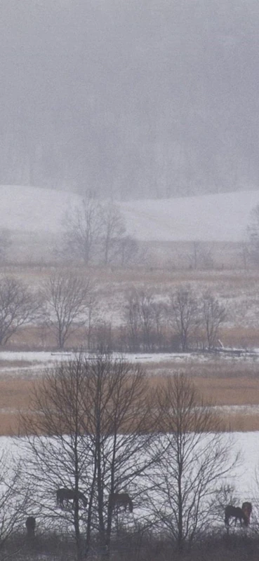 PeelitStickit, Beautiful Nature Wall Murals, ID-0526, vinyl