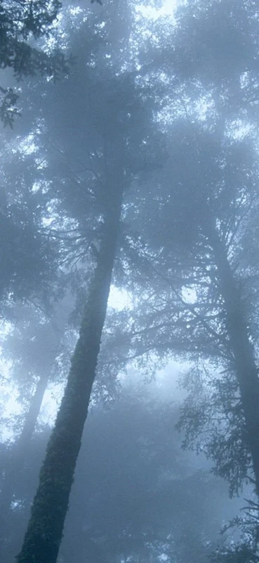 PeelitStickit, Beautiful Nature Wall Murals, ID-0536, vinyl