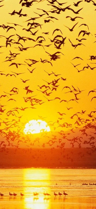 PeelitStickit, Beautiful Nature Wall Murals, ID-0532, vinyl