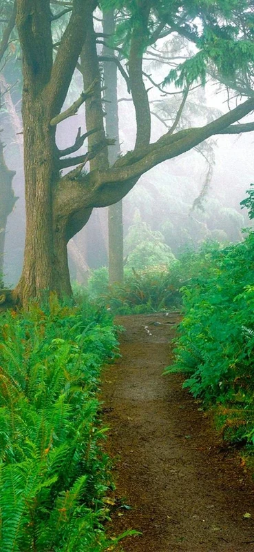 PeelitStickit, Beautiful Nature Wall Murals, ID-0537, vinyl